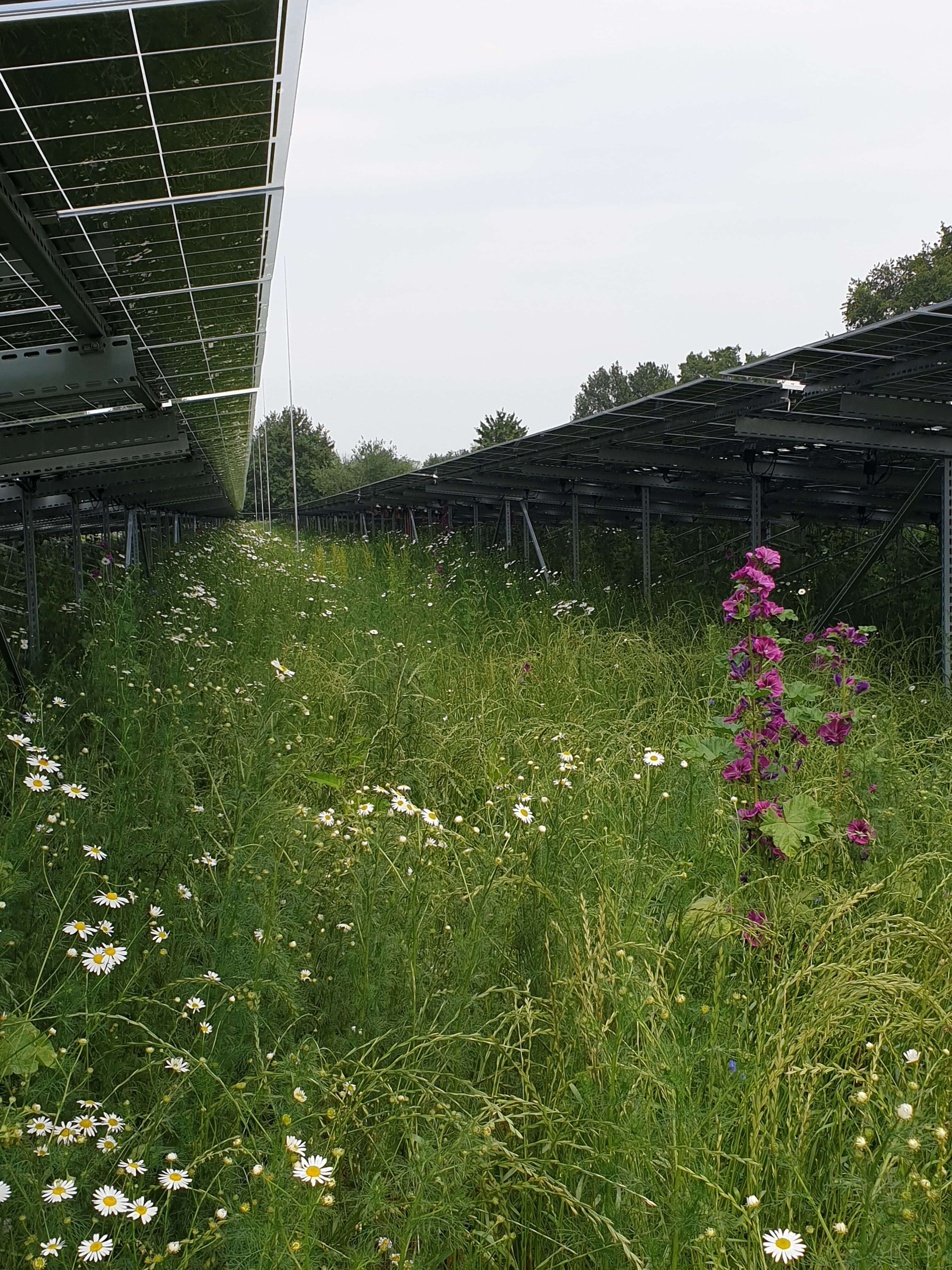 Over de ecologische zonneweide op de Vooraard