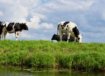 Het Dilemma: Uitkoop boeren: rechtszaken over contracten zonne-energie onontkoombaar?